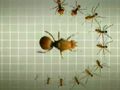 Ants