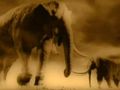 Elephants