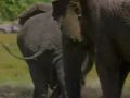 Mammals