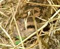 Fauna reptile