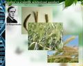 Селекция асослари