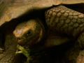 Reptiles