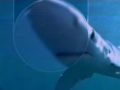 Sharks