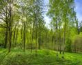 Год пролетел за 40 секунд