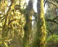 Living Landscapes