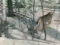 Рысь 