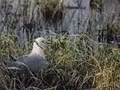 Розовая чайка 